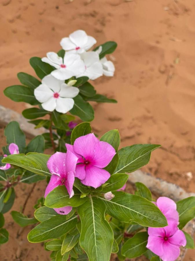 梅尔祖卡 Erg Chebbi Sahara Camp酒店 外观 照片