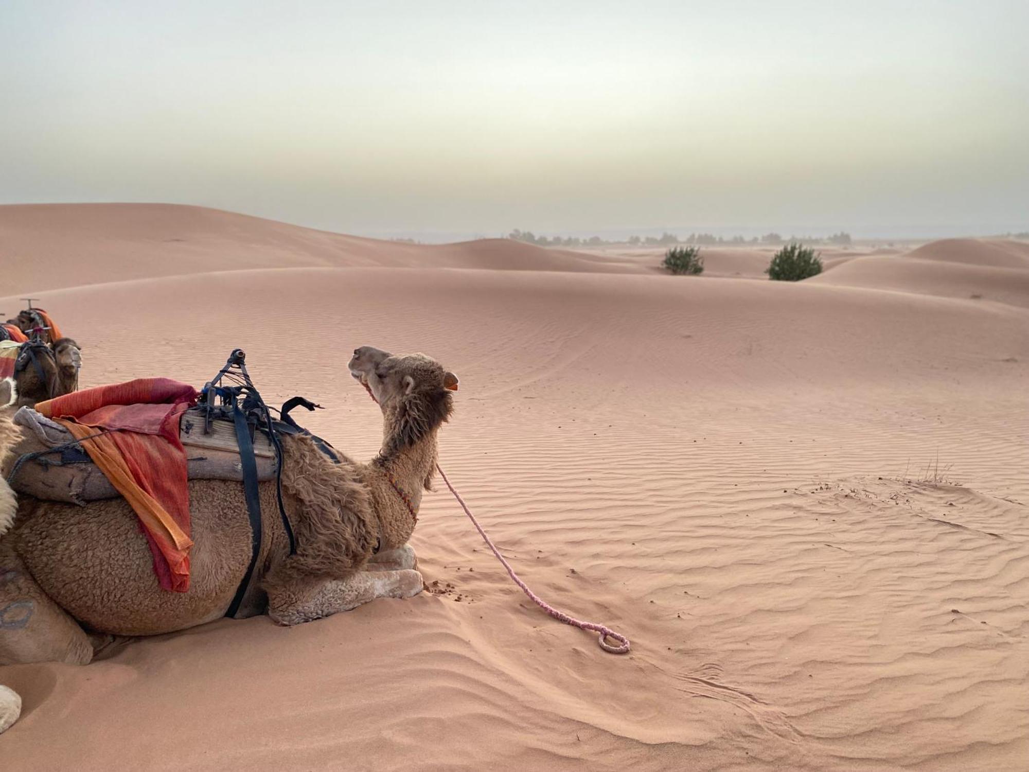 梅尔祖卡 Erg Chebbi Sahara Camp酒店 外观 照片